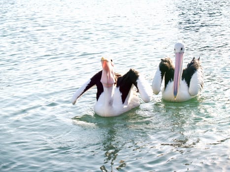 Australian Wildlife - Pelicans catching food  on lake