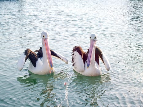 Wildlife - Two pelicans fishing for  food 