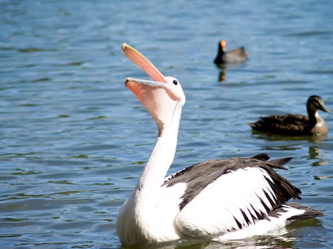 Australian Wildlife - Pelican catching food on lake