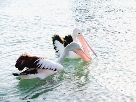 Australian Wildlife - Pelicans fishing on lake