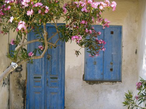 Oleander in front of old house