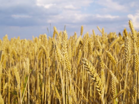 wheat field before harvest, focus on big ear in foreground