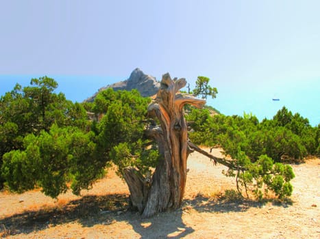 Old juniper and Black sea in Crimea