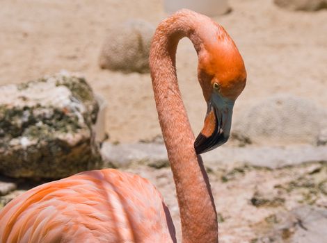 pink flamingo with out of focus background 