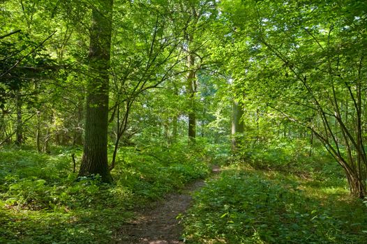piece of a sunny green vivid forest with footpath in the middle