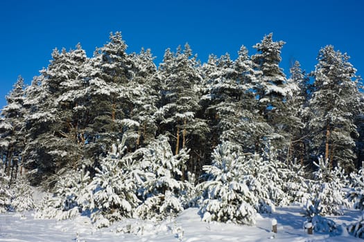 winter woods