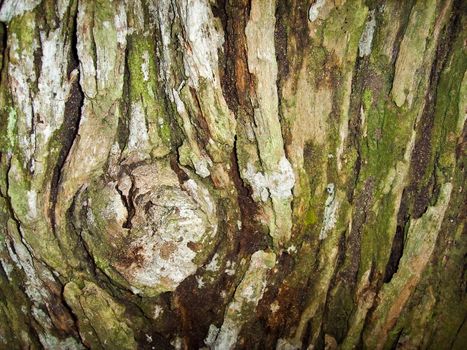 Closeup shot of a bark of a tree