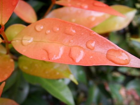 Red leaf holding water droplets, closeup