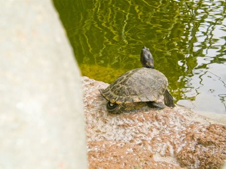 Terrapin resting on the rocks near the water