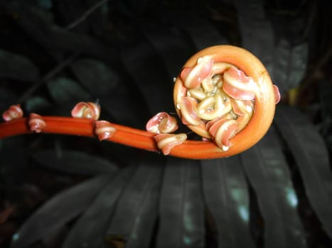 Curly and slimy orange plant closeup