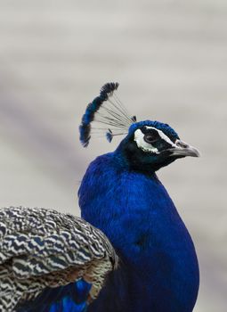 A close up shot of a peacock (Pavo cristatus).