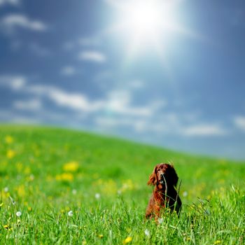 dog on green grass field