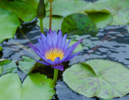 the beautiful colors in the lotus pond with lotus leaves.