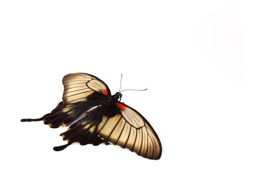 Papilio Lovii  isolated on white