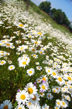  field with white daisies under sunny sky