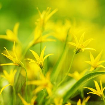 yellow spring flowers macro close up