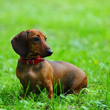 dachshund on green grass close up