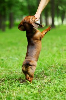 dachshund on green grass close up