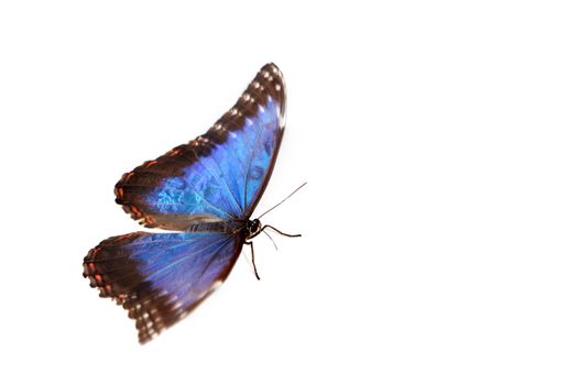 blue morpho isolated on white background