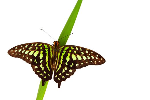  Graphium on green grass isolated