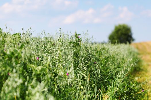  green field under blue sky