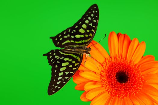  Graphium on orange gerber close up