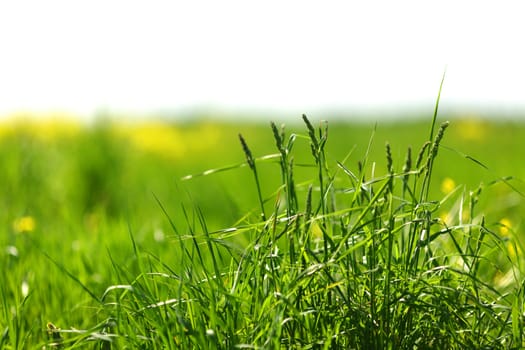 green grass macro close up