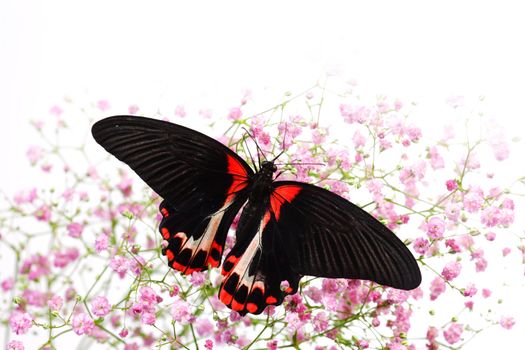 Papilio rumanzovia  on the flowers