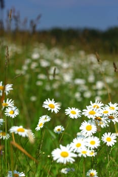  field with white daisies under sunny sky