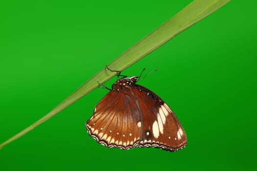 hypolimnas bolina on green grass 