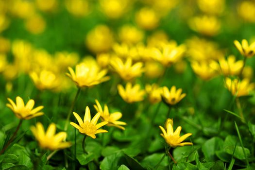 yellow spring flowers macro close up
