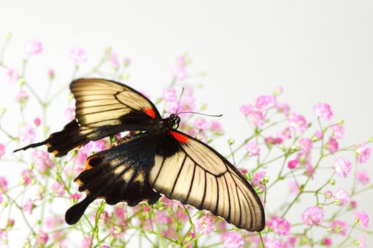 Papilio Lovii  on the flowers