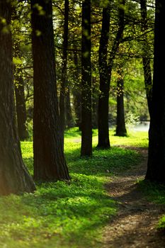  Spring Park nature background