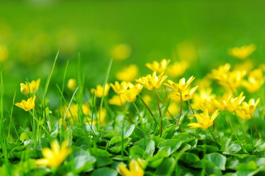 yellow spring flowers macro close up