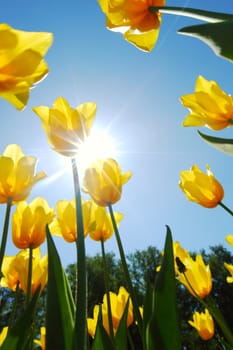 yellow tulips against the sky close up