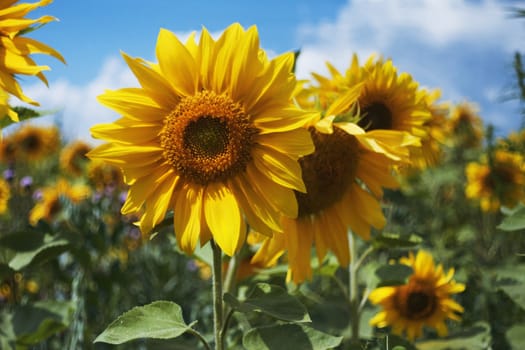 Blossoming sunflowers at small depth of sharpness