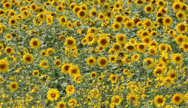 Field of blossoming sunflowers