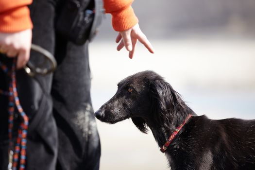 Turkmenian greyhound and trainer outdoors. Natural light and colors