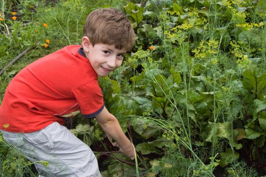 The boy in a garden breaks beet