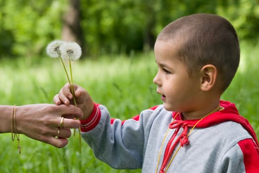 The boy in a wood on a glade with dandelions