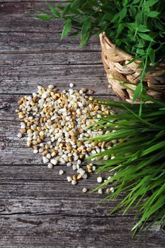 High angle view of natural pebbles and greenery from potted plants on a rustic weathered wooden background of grunge boards