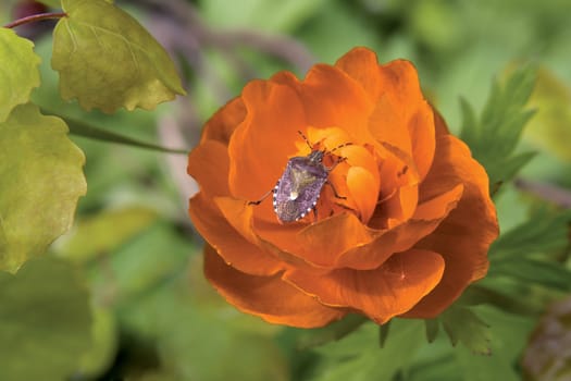 The beautiful spotty bug on an orange flower