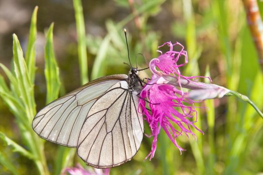 The white butterfly on a purple flower