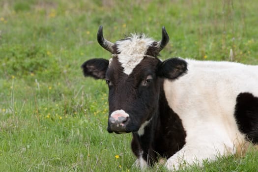 The having a rest cow on a green meadow