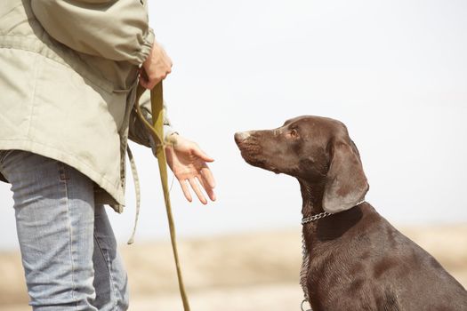 German short-haired pointer Kurzhaar and trainer outdoors. Natural light and colors