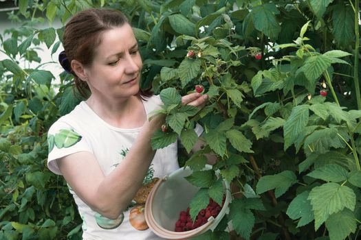 The woman the gardener collects a raspberry in fruit to a garden