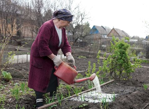 The elderly woman waters a strawberry