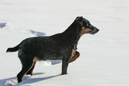 The German hunting terrier in the winter in Russia