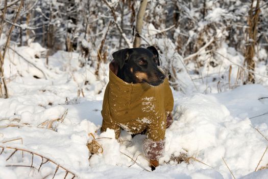 The German hunting terrier in the winter in Russia