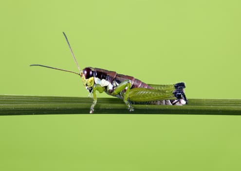 A macro shot of a grasshopper on a single blade of grass, nice solid background for copy.